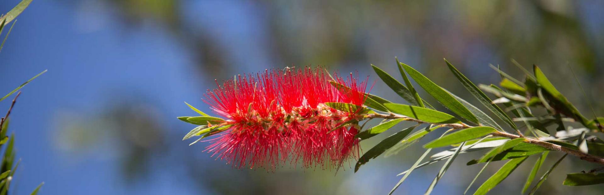 sorry business banner community bottle brush web min