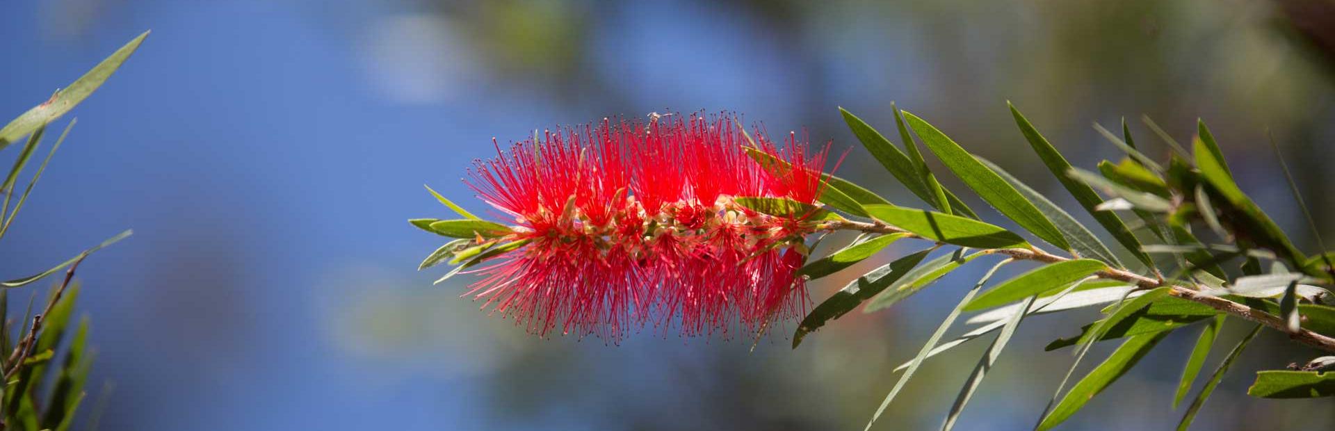 GE6A1989 BottleBrush like herb web