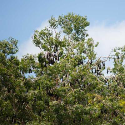 funding grants QL community bats web min