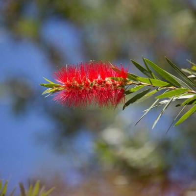 sorry business QL community bottle brush web min