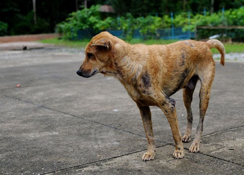 mange old wandering dog.jpg