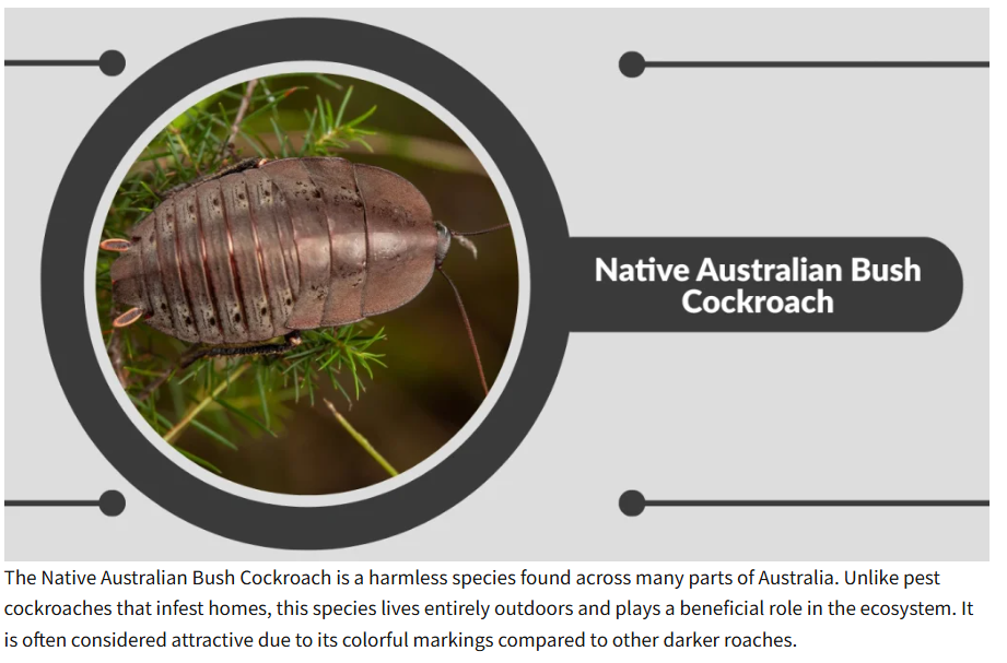 NATIVE-AUSTRALIAN-COCKROACH.png