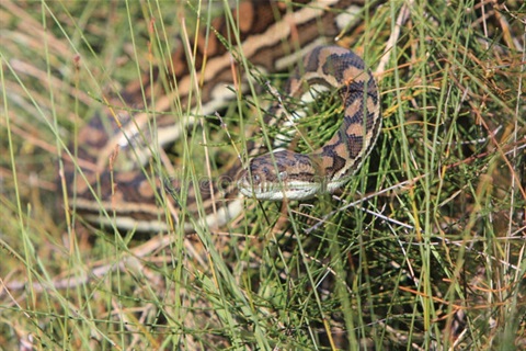 261-python-long-grass-close-up-australian-snake.jpg