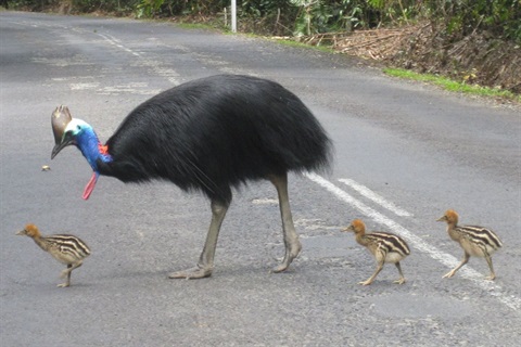 263-Cassowary-with-chicks-on-road.jpg