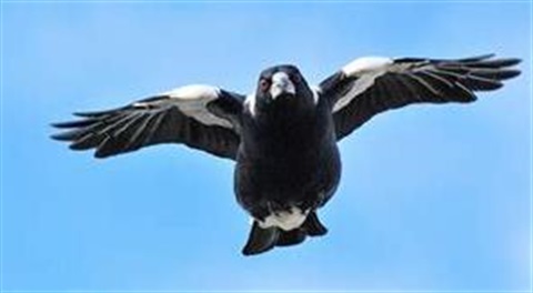 Swooping-magpie.jpg